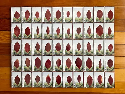 Adam Michael Krause Layout (all 50) art direction cassette drone experimental folk individual leaves nature norelco packaging record label tape unique