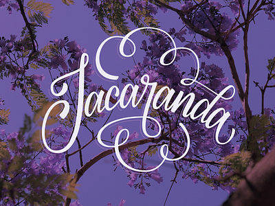 Jacaranda 3pointshot adobe calligraphy cc colors design digital art graphic illustration illustrator lettering lustfortype mexico photography photoshop type typography vector work