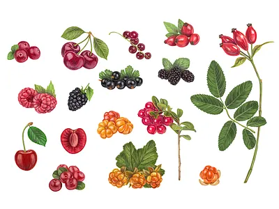 Hand drawn vector Berries berry blackberry blueberry cranberry dessert food fruit healthy huckleberry illustration juicy natural nature raspberry set strawberry summer sweet vegetarian vitamin