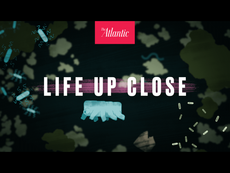 Life Up Close after effects amoeba animal kingdom bacteria biology cel animation germs life up close nature photoshop tardigrade the atlantic water bear