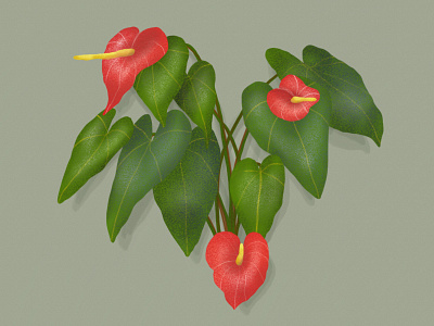 Anthurium anthurium botanic botanical dessin forest garden illustration jungle vegetal