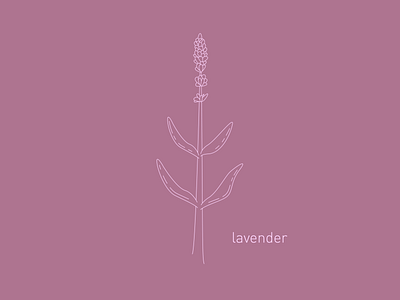 Companion Plants — Lavender branding cannabis design companion plants gardening graphic design herb illustration lavender line art minimal vector