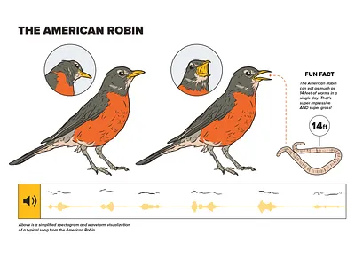 American Robin adobe illustrator bird design diagram illustration infographic robin scientific illustration technical illustration technical illustrator