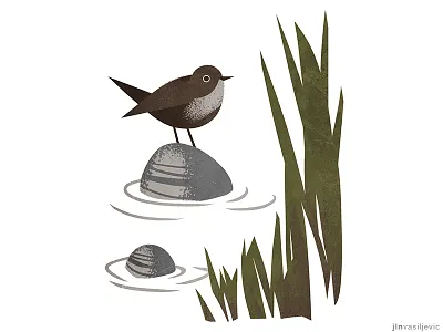 Illustrated calendar 2019. *White Throated Dipper* animal bird calendar calendar desogn design illustration jelena vasiljevic july minimal nature ornithology