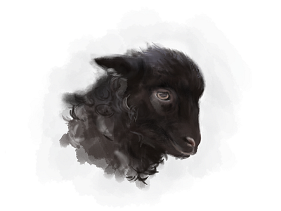 Baby sheep animal cgart drawing illustration sheep