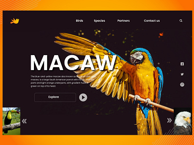 Landing Page Design birds birdslandingpage design illustration illustrator landing page landing page design landingpage