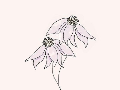 Flowers flower illustration pen and ink