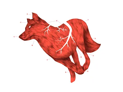 Anatomy of the Heart book book illustration digital drawing editorial editorial illustration hand drawn heart illustration illustrator pencil wolf