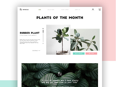 Landing Page | Daily UI concept daily ui dailyui003 dailyuichallenge design ficus figma landingpage landingpagedesign plants rubberplant ui design website design