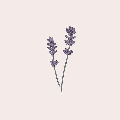 Lavendar botanical design drawing floral art flower illustration indigenous ipadpro procreate vector