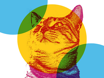 Jessie animal animals art artwork cat cats circles color colour contrast design geometric geometry graphic design illustration pattern pet pets photography shapes