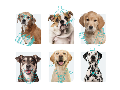 Illustrations. Landing Page. Woolsey clean design dog dogs embacy illustration landing landing page landingpage linear minimal ui website