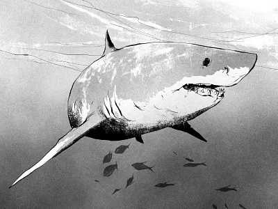 Great White Shark animal animals drawing illustration nature retro shark shark week sharkweek water