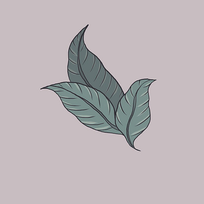 Tobacco botanical design drawing flower illustration indigenous ipadpro leaves procreate vector