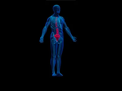 A 3D Human Body made in Spline 3D 3d 3d design 3d icons 3d models 3d web branding design illustration spline ui