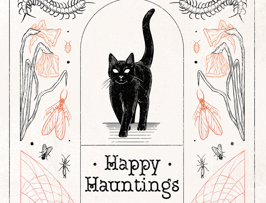 Happy Hauntings animal black cat botanical bug cat centipede cobweb creepy drawing gravestone halloween haunting illustration insect nature seasonal spiderweb spooky wildlife