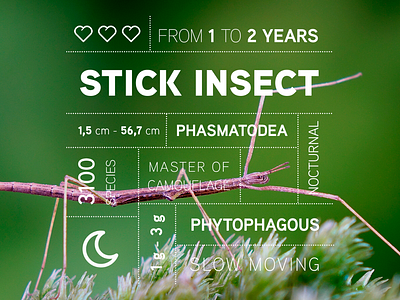 Bug data campaign: the Stick Insect graphic iconography iconography graphic infographic design infographic elements