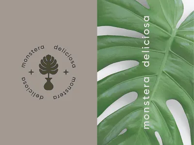 𝕞𝕠𝕟𝕤𝕥𝕖𝕣𝕒 𝕕𝕖𝕝𝕚𝕔𝕚𝕠𝕤𝕒 🌿 art brand design brand identity branding design green icon identity logo minimal mockup monstera photography plant plant shop plants stars typogaphy typography vector