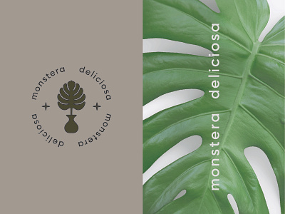 𝕞𝕠𝕟𝕤𝕥𝕖𝕣𝕒 𝕕𝕖𝕝𝕚𝕔𝕚𝕠𝕤𝕒 🌿 art brand design brand identity branding design green icon identity logo minimal mockup monstera photography plant plant shop plants stars typogaphy typography vector