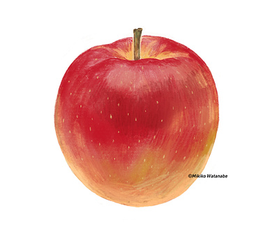 apple drawing food fruits illustration ipadpro painting procreate りんご イラスト スケッチ リンゴ 林檎 食べ物