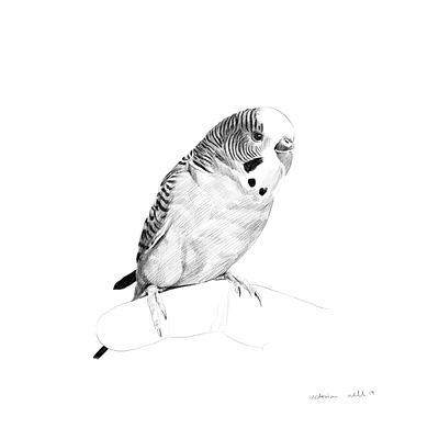 Parakeet animal artistic bird black and white commissioned digital illustration illustration art ipadpro pet portrait portrait painting realistic realistic drawing sketch