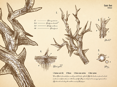 Canis Root Botanical Print alchemy botanical canis root drawing floral print scientific illustration skyrim typography vector vintage