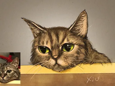 kitty cat