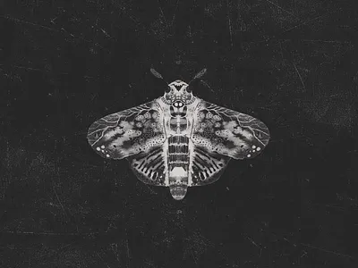 The Hawk Moth Spirit Guide editorial illustration gothic hawk moth moth pen pink