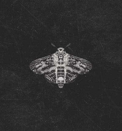 The Hawk Moth Spirit Guide editorial illustration gothic hawk moth moth pen pink