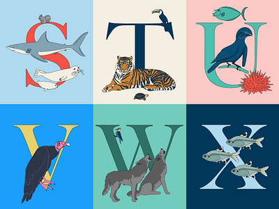 Animal Alphabet animal alphabet animal illustrations animals art design illustration seal shark squirrel tiger tucan turtle umbrella bird unicorn fish urchin vector vulture wolf woodpecker xray fish
