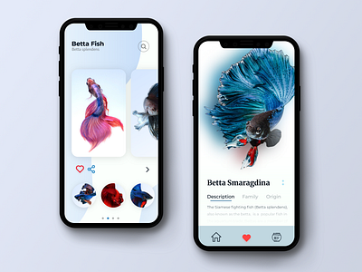 Betta Fish 🐟 app app concept clean color colorful concept dashboard design design app fish illustration inspiration iphone mobile page style today ui ui design work