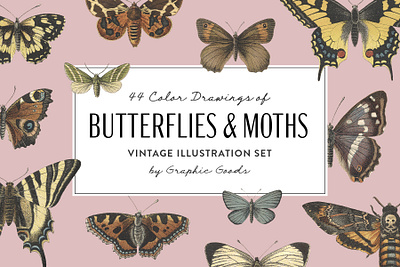 Butterflies and Moths - Vintage Illustrations butterfly creative market drawing ephemera illustration insect moth retro vintage