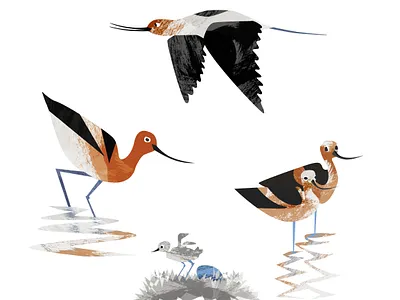 Avocets avocet baby bird birds black burnt orange character chicken couple design egg flying illustration orange parenting reflection water white