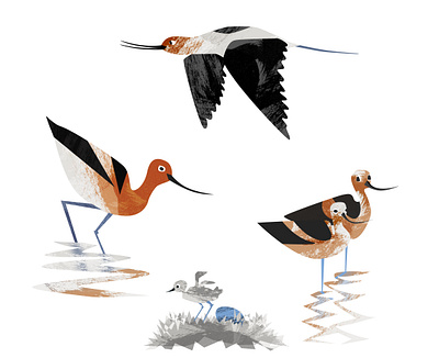 Avocets avocet baby bird birds black burnt orange character chicken couple design egg flying illustration orange parenting reflection water white