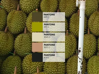Pantone Campaign : the durian fruit colored design durian pantone picture