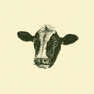 Cow Head agriculture animal animals cow engraving farm ink pen pen and ink scratchboard