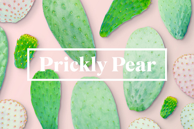 Pickly Pear Hero cacti cactus pear prickly succulents tiny