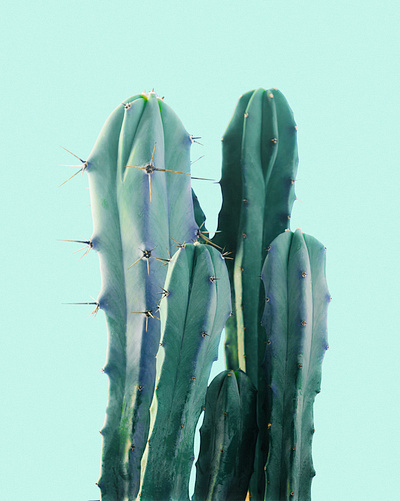 Prickly Little Cactus blue cactus cute pear prickly real tiny