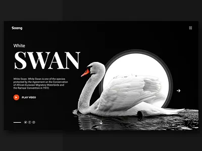 Animal App #Exploration @animal @daily ui @design @dribbble @exploration @uiux design @webdesign web design