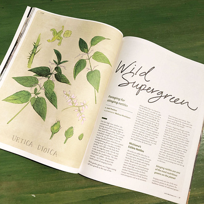 Urtica Dioica botanical botanical art drawing editorial editorial art editorial illustration food food illustration hand lettering illustration magazine illustration natural history nature nature illustration plant illustration plants vintage