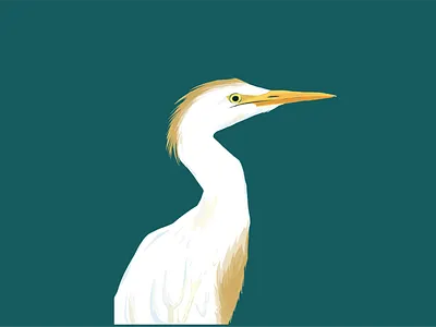 eagle birds design designs eagle graphics designs identity illustration illustration art illustrator vector