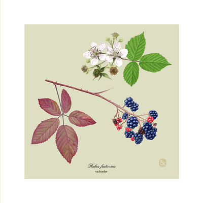 vadszeder digital painting illustration nature plant