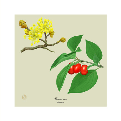 03 husos som digital painting illustration nature plant