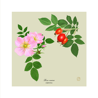 05 csipkerozsa digital painting illustration nature plant