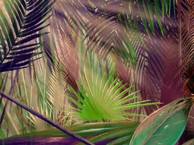 Lungs of our world amazon illustration leaves plants procreate rainforest