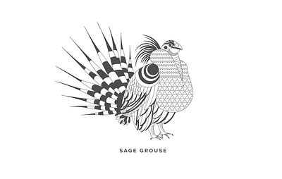 Sage Grouse design details flat illustration pattern