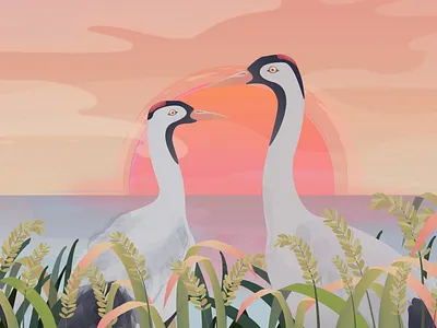 Return of the Cranes to Hamanoura 2d animation 2d illustration character design crane field japan lake mascot motion graphic rice sun sunrise sunset