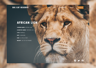 BCR African Lion - Species Overview animals design desktop lion species ui ui design ux ux design uxdesign web website