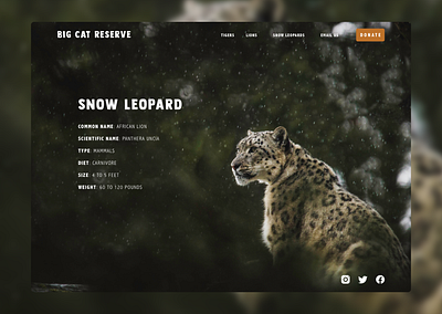 BCR Snow Leopards - Species Overview animals design desktop leopards snow leopard ui ui design ux ux design uxdesign web website