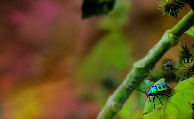 Insect Free Image beautiful behance bug closeup free image graphic design graphic out graphicout image insect insect photo photo photography photoshop shot